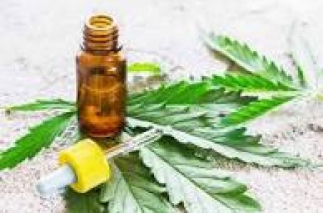 Cannabis medicinal: Acuerdo entre el INTA y una pyme nacional para producirlo localmente