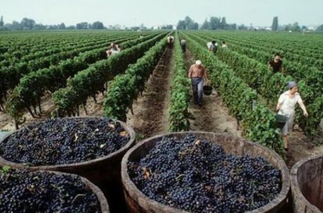 Crisis por el coronavirus: la industria vitivinícola reclama medidas para el “sostenimiento del empleo”