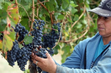 Lanzan financiamiento por $700 millones para productores vitivinícolas