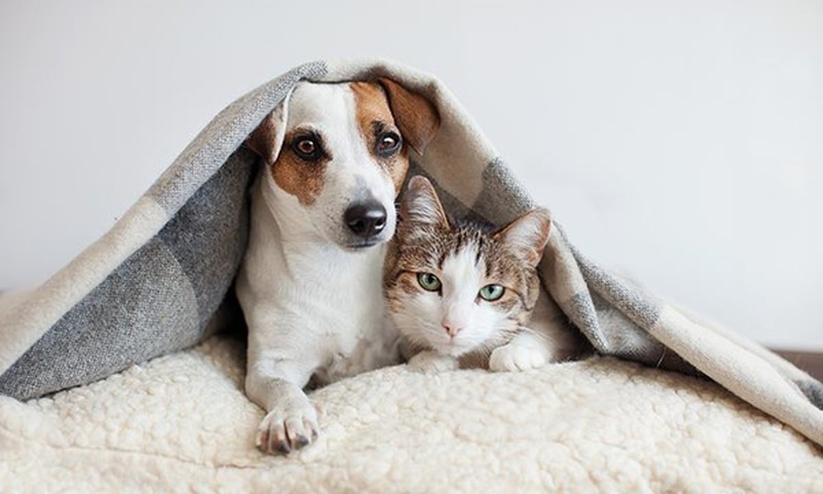 Mantener una mascota en Argentina cuesta más de $ 10.000