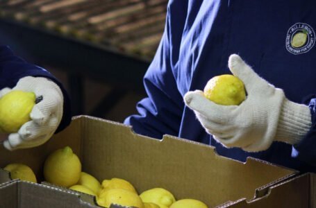 «Se volvió a abrir el mercado europeo del limón», entrevista a Pablo Padilla, Asociación Citrícola del NOA (ACNOA)