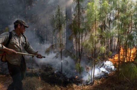 Incendios en Misiones y Corrientes: AFIP aplazó por 9 meses el pago de impuestos para los afectados