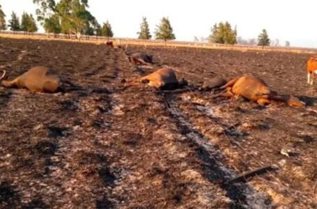 Destinarán $ 500 millones para los productores afectados por incendios en Corrientes