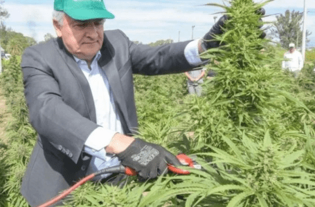 Empezó en Jujuy la cosecha de cannabis medicinal “más importante de Latinoamérica”