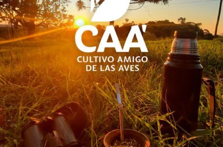 Promueven que el cutlivo de yerba mate cuide la biodiversidad y las aves