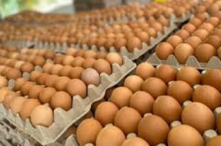 La producción de huevos crece 6%; las exportaciones 60% y los precios aumentan por debajo de la inflación». Entrevista a Javier Prida, Cámara de Industriales Avícolas