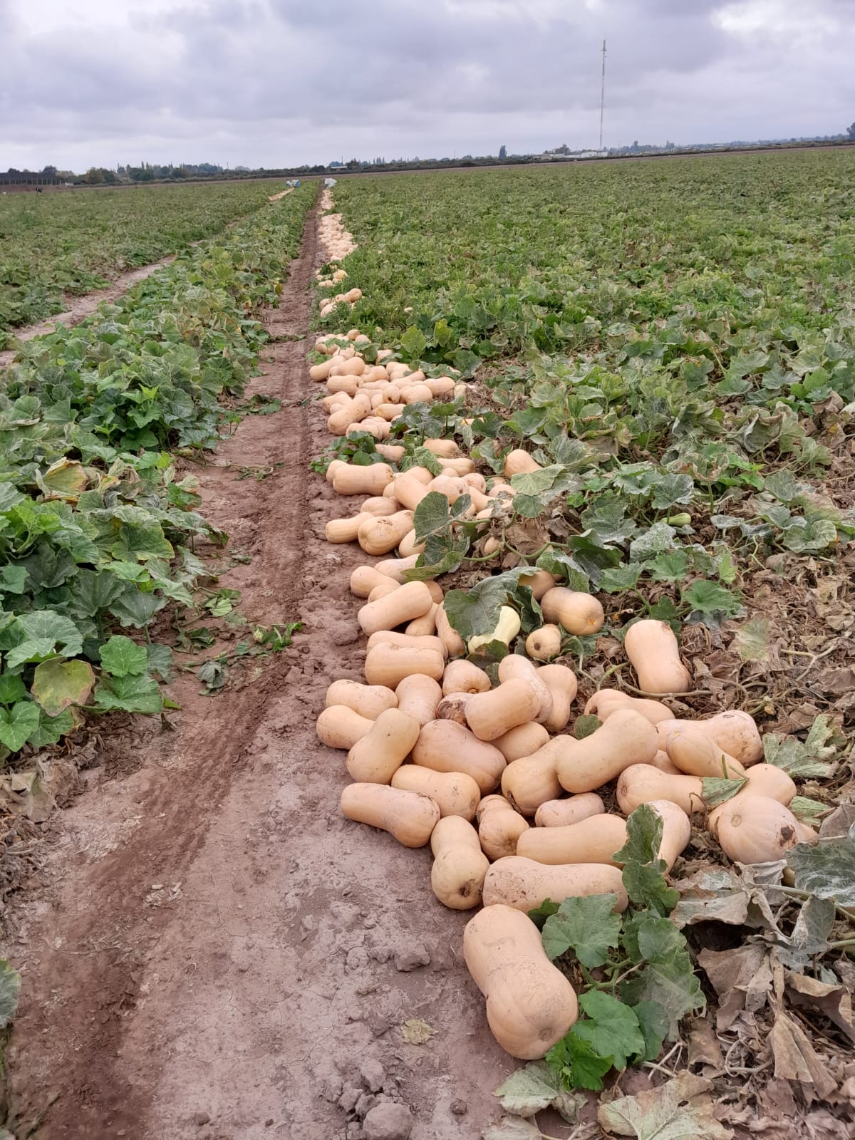 De la agricultura regenerativa a la mayor planta deshidratadora de verduras de Argentina