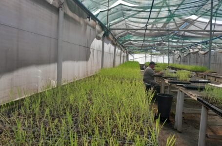 Avanza el desarrollo de Caña de Azúcar resistente a Sequías en el Centro de Biotecnología Aplicada de Tucumán