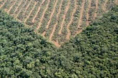 El 2 de agosto el mundo entró en default ambiental. Cual es la huella ecológica de cada país