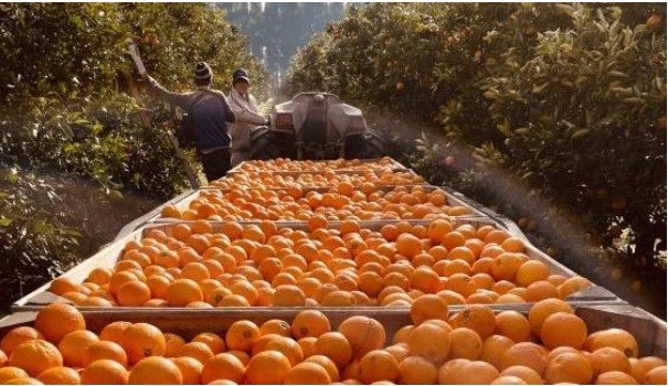 Por un kilo de naranjas que en verdulería sale $ 1.500, al productor le pagan $ 180