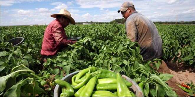 Del productor al consumidor, los precios de los agroalimentos se multiplicaron por 3,4 veces en febrero