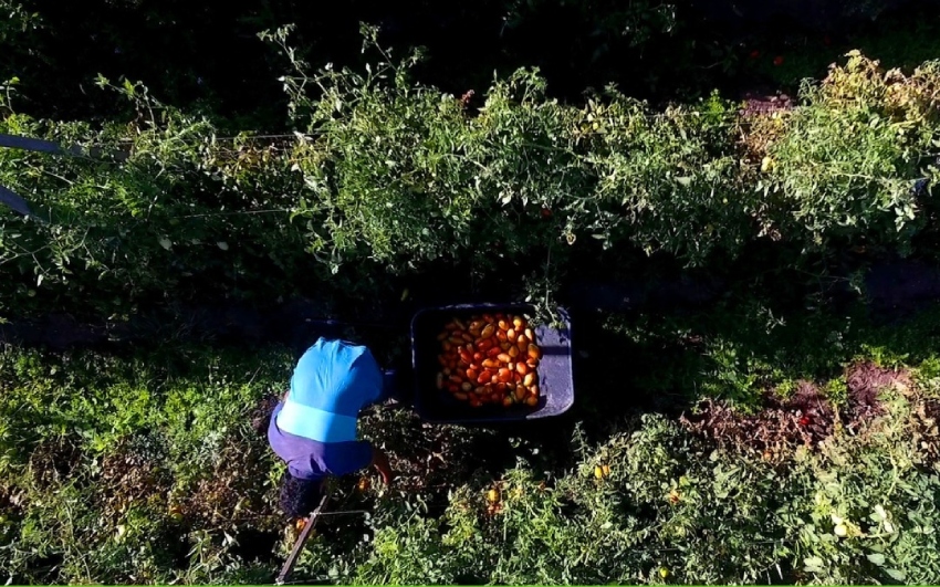 Producción hortícola en crisis: 9 de cada 10 productores está endeudado